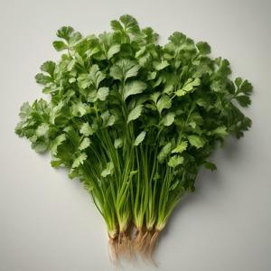 Cilantro - Cruiser - Mature Leaves - Pound (Pound)
