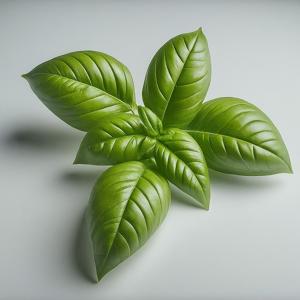 Basil - Noga Prospera - Mature Leaves - Pound (Pound)